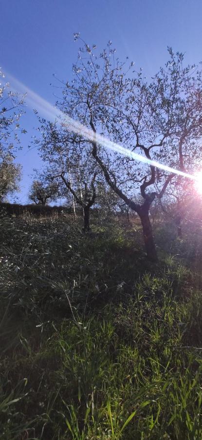 Agriturismo Sotto La Rocca Villa Carmignano Eksteriør billede